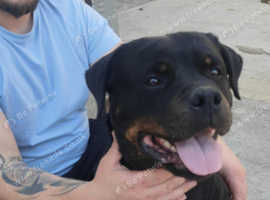 Rottweiler female