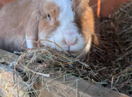Two female mini lop