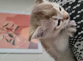 Outstanding quality,  pedigree, registered Burmilla kittens