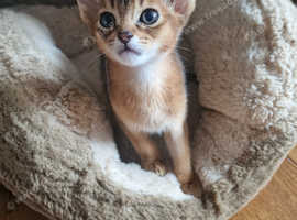 Abyssinian kittens for sale