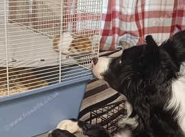 9 month old border collie call Buddy looking for a new home