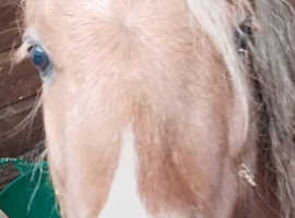 Registered 2 year old Shetland