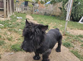 Gorgeous boy looking for new home