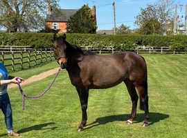 Stunning mare