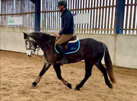 Beautiful Connemara gelding
