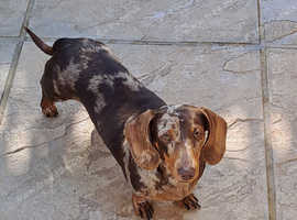 Chocolate dapple female dauchshund