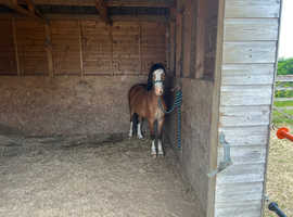 Wearvalley King Charles