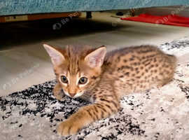 F3 TiCA kittens 2 boys