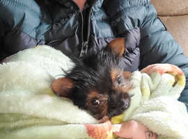 Yorkshire terrier