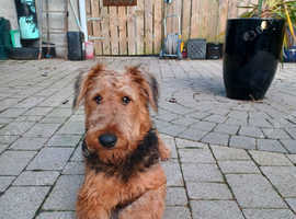 Airedale Terrier (Female)