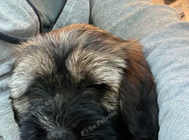 Female Tibetan Terrier