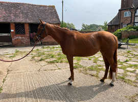 Nova, 15.3hh, 3yo chestnut mare.