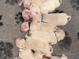 July Collection Golden retriever puppies