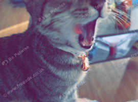 Female tabby for rehome.