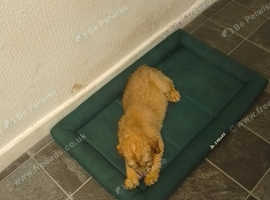 2 dog for sale