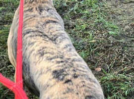 Rehoming beautiful greyhound