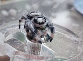 P Regius Jumping Spiders