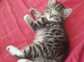 Beautiful male kitten for sale