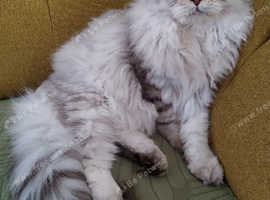 Scottish fold and straight ear kittens.