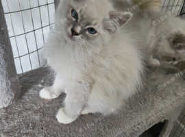 3 girls ,1 boy ragdoll kitten