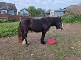 Rising 2yr old black cob gelding, standing at 12.3hh