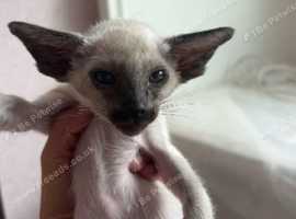 SIAMESE ADORABLE KITTENS