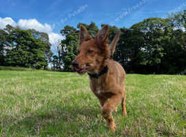 Female 1 year old Welsh sheepdog