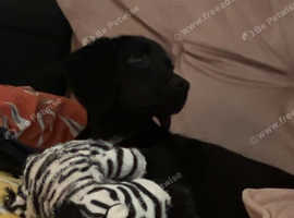 Saarloos puppies best sale for sale