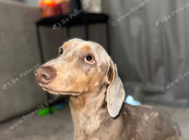 Male 8 months