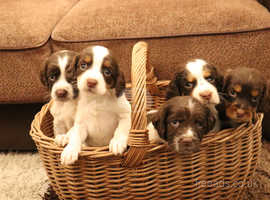 Tri roan springer spaniel puppies sales for sale