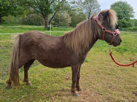 Reg american miniature horse mare
