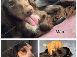 5 beautiful cocker spaniel pups looking for there forever home