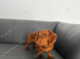 Dachshund