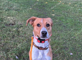 COLLIE TYPE MIX