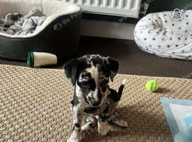 Whippet x collie boy puppy