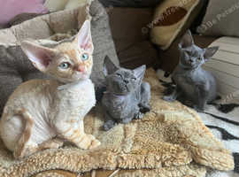 Pedigree Devon Rex kittens