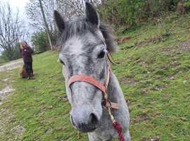 Welsh type project pony