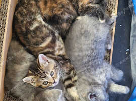 Exotic X Domestic short-hair