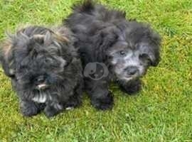 CUTE AND CUDDLY LITTLE POOSHI PUPPIES - TEDDYBEAR DOGS - PAWSITIVELY PERFECT PETS