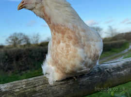 Araucana point of lay pullets for sale
