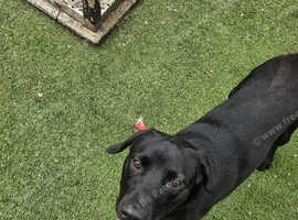 Black labradoor for sale