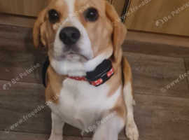 Kc registered beagle hot sale puppies for sale