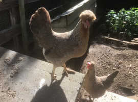 Crested Cream Legbar Hatching Eggs. Continually available