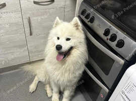 Meet Archie 3 years old samoyed male