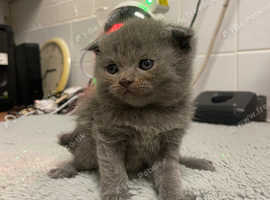 "SALE""Blue Scottish Folds and Straight kittens