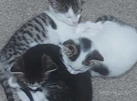 3 kitten and mum