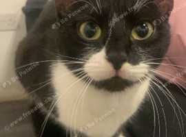 Rehome black and white cat