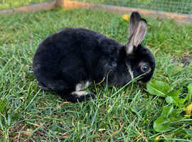 Black otter mini rex