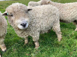 Greyface Dartmoor Registered Tups/Rams for sale