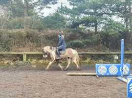 Highland cross cob gelding